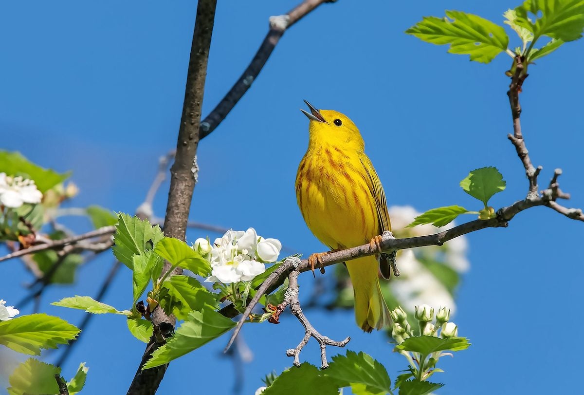 20 Stunning Warblers to Look for in Spring