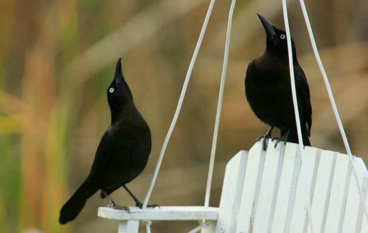 how many types of black birds are there