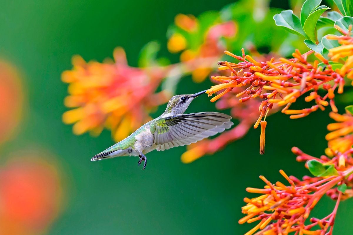 50 Stunning Summer Bird Photos
