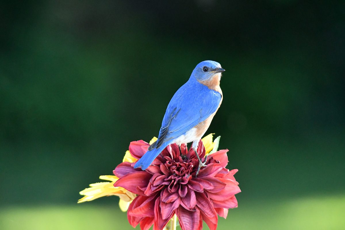 50 Stunning Summer Bird Photos Birds and Blooms