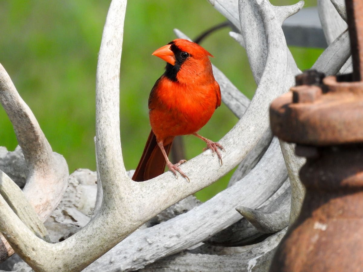 The Most Musical Songbirds in America - Birds and Blooms
