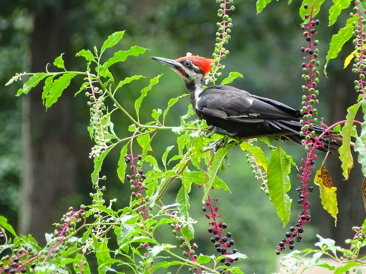 Meet The Large Red Crowned Pileated Woodpecker 