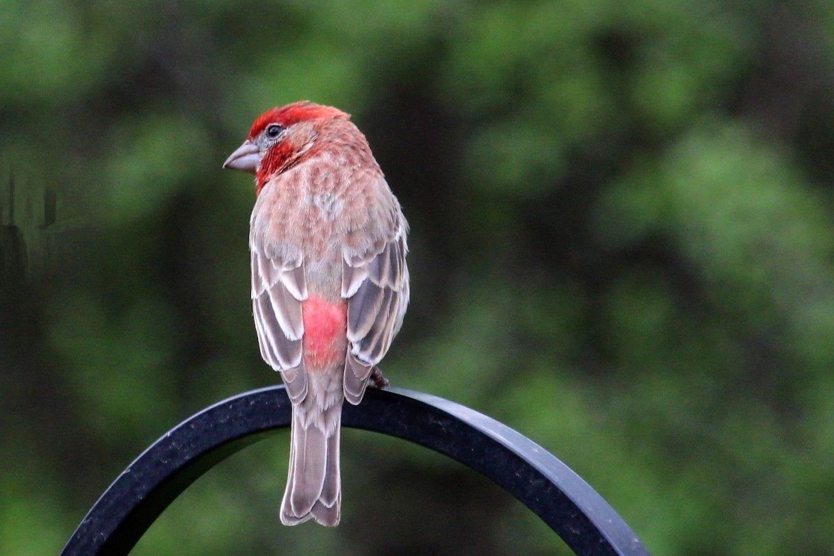 Meet the Humble (but Adorable) House Finch