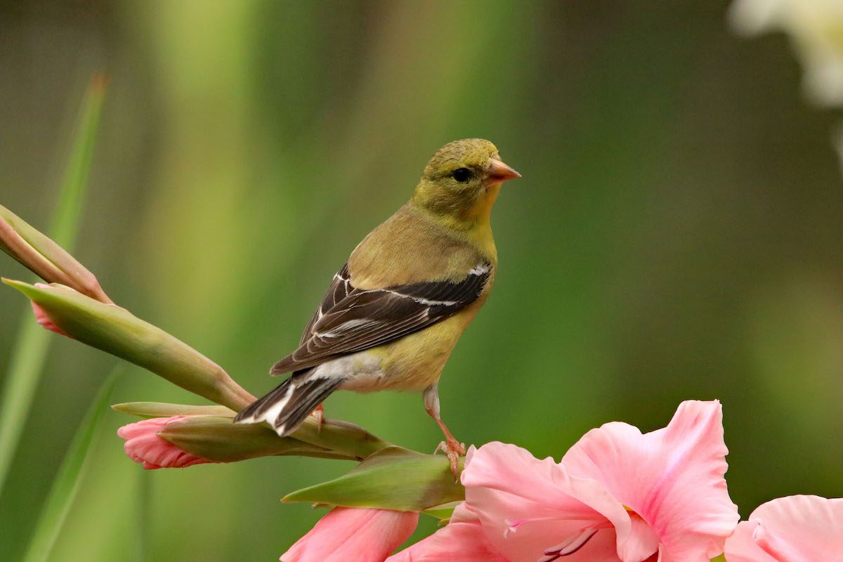 Meet the 3 Types of Goldfinches in the United States Birds and Blooms