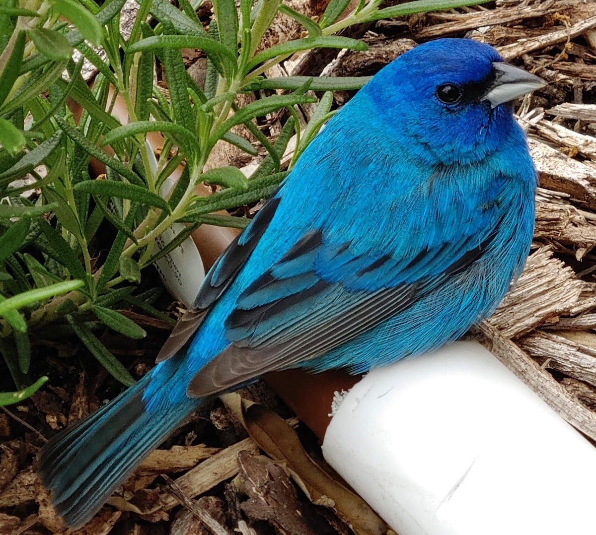 20 Inspiring Pictures of Indigo Buntings - Birds and Blooms