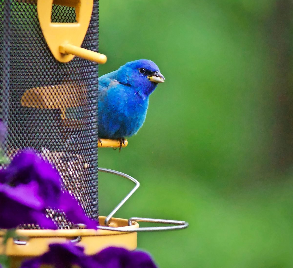 Attract Indigo Buntings With Their Favorite Foods