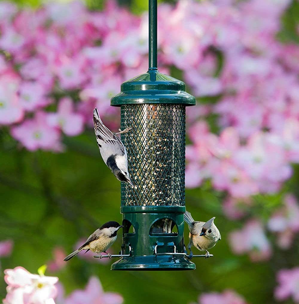 The Best Sunflower Seed Bird Feeders for Your Yard Birds and Blooms