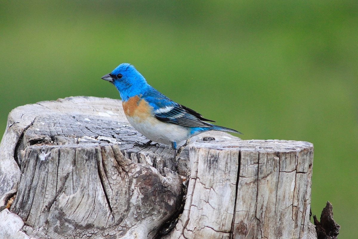 How to Identify a Lazuli Bunting