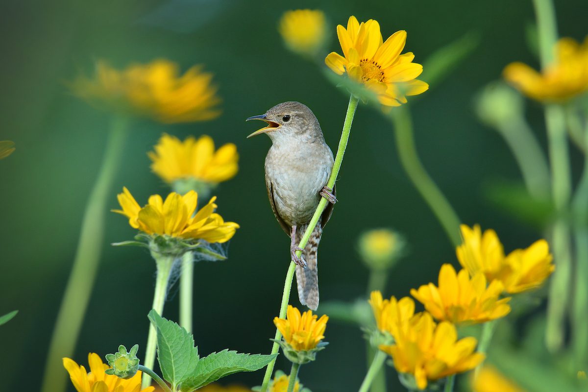 Grow More Native Plants for Birds
