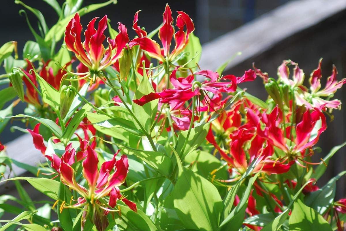 How to Grow and Care for a Gloriosa Lily