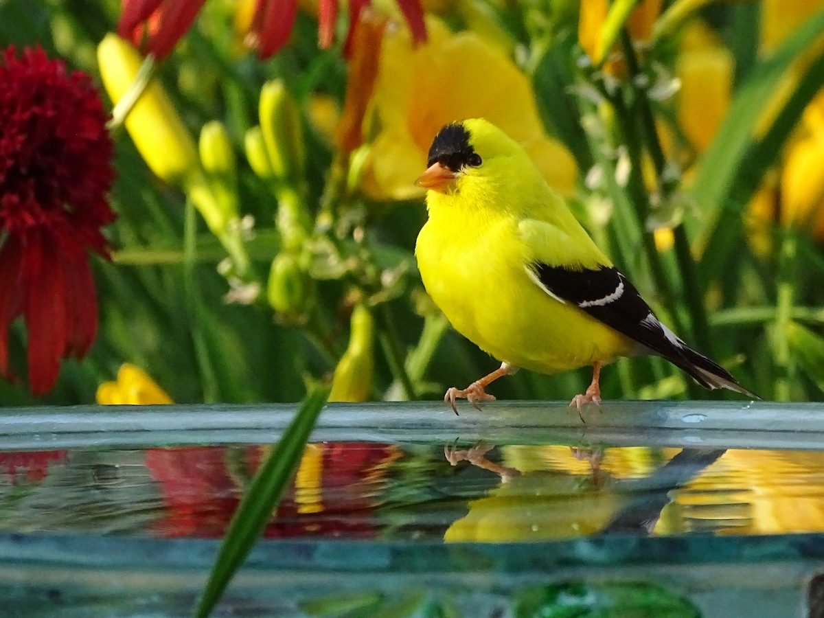 20 Super Pretty Pictures of Finches