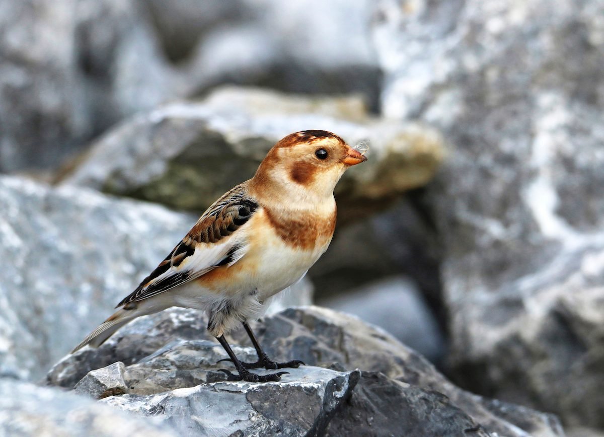 How to Identify Snow Buntings