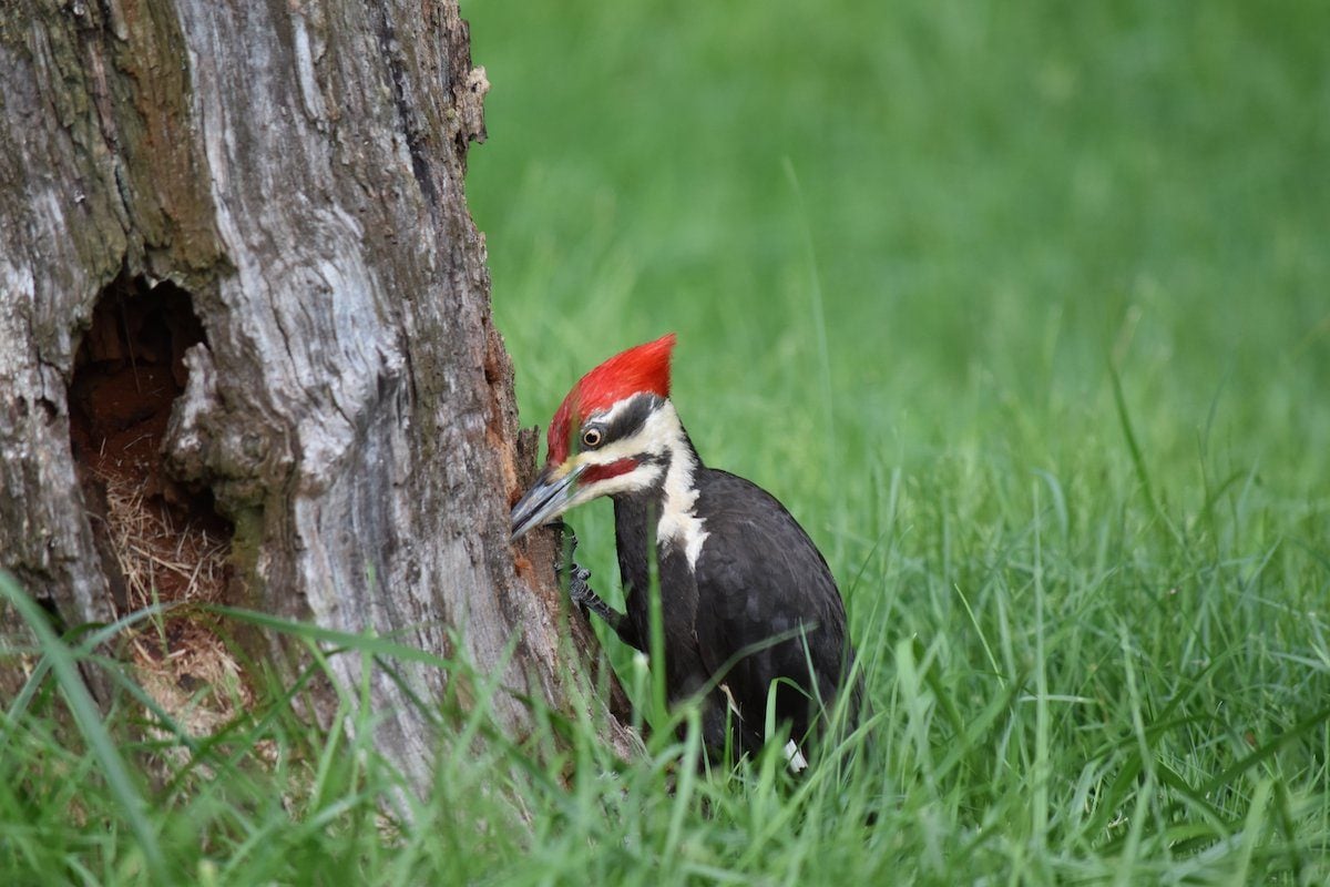Why Do Woodpeckers Peck and How to Stop Them
