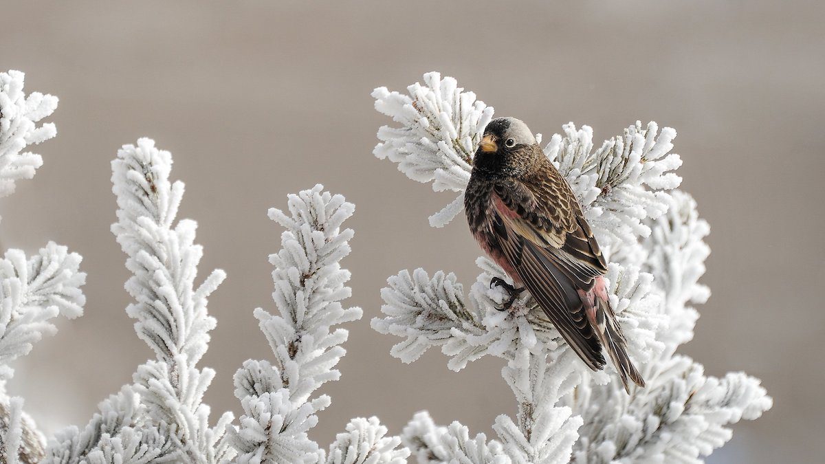 A Scandinavian Christmas Tradition for Your Birds