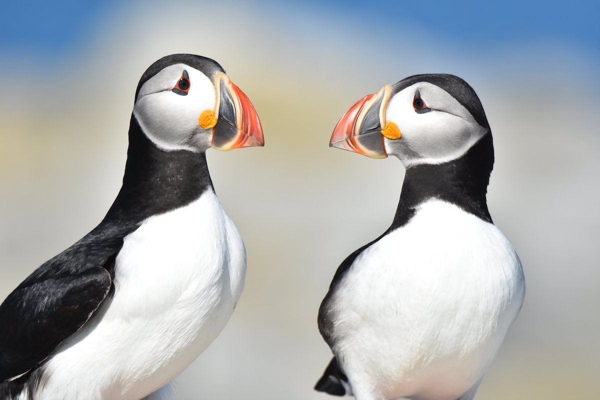 The 4 Best Ways to See Puffins in Maine