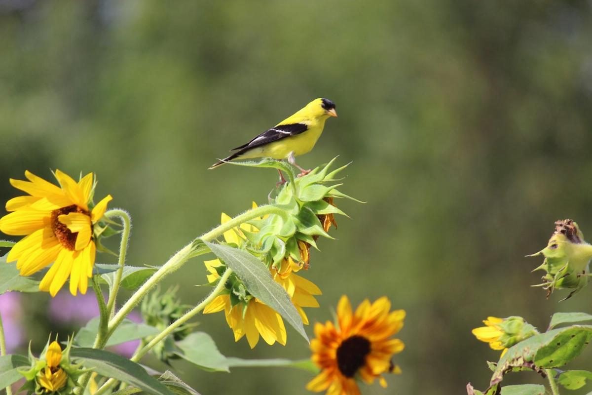 50 Stunning Summer Bird Photos Birds and Blooms