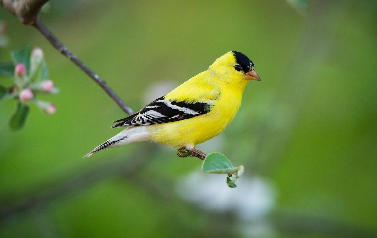 Meet the 3 Types of Goldfinches in the United States - Birds and Blooms