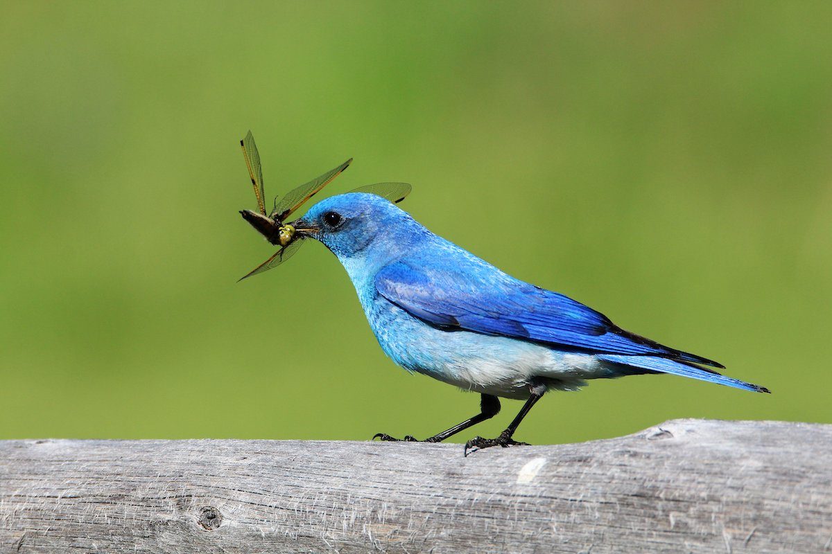 The Symbolic Meaning of Crossing Paths With a Bluebird