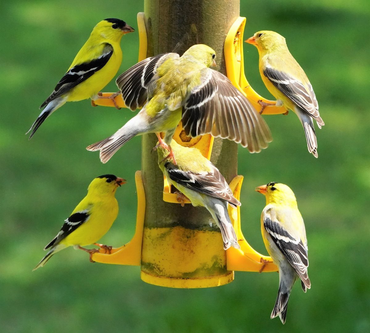 Ask the Experts: Do Birds Get Dependent on Feeders?
