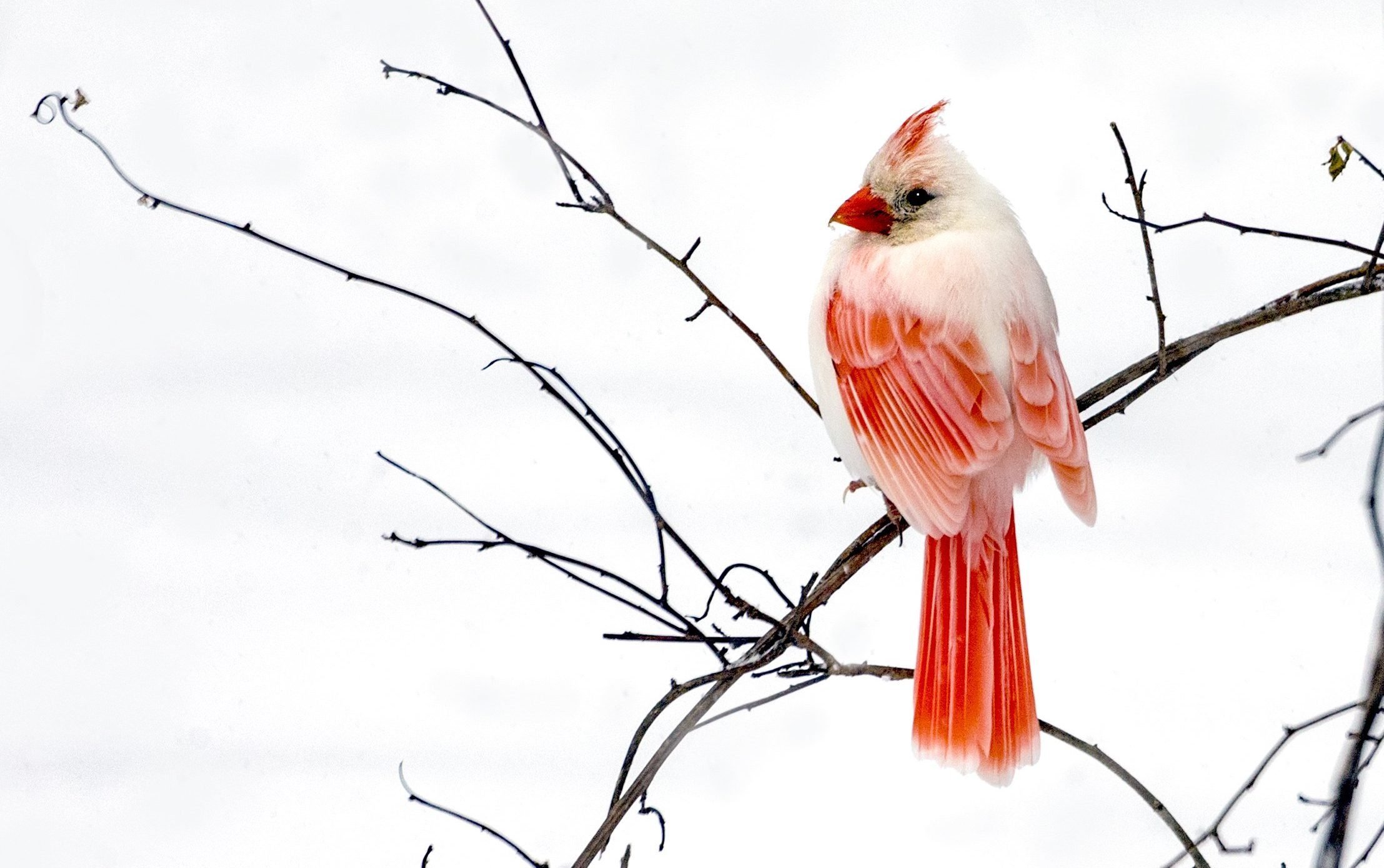 17 Photos of White Cardinals and Leucistic Birds
