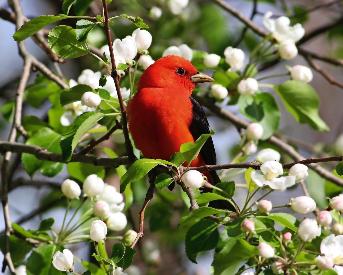 Look Up High to Spot Stunning Scarlet Tanagers