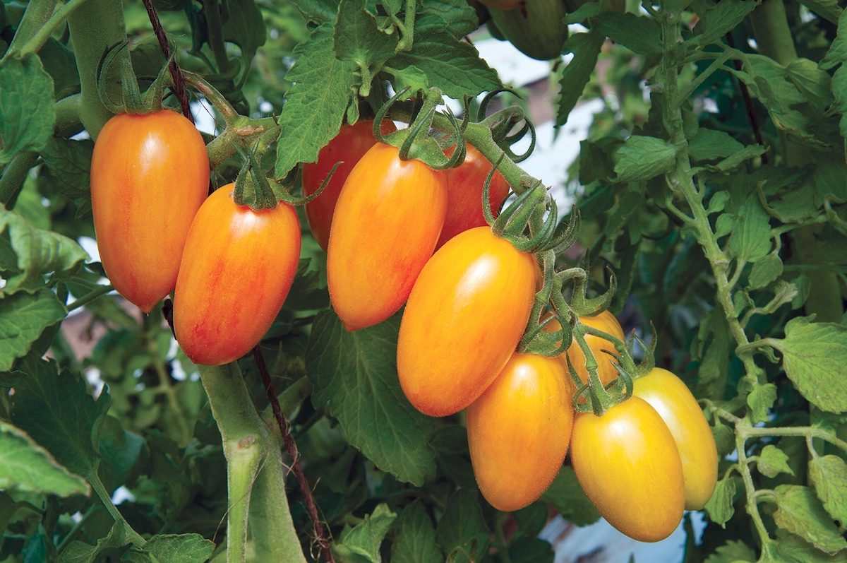 The Best New Vegetables to Grow This Summer
