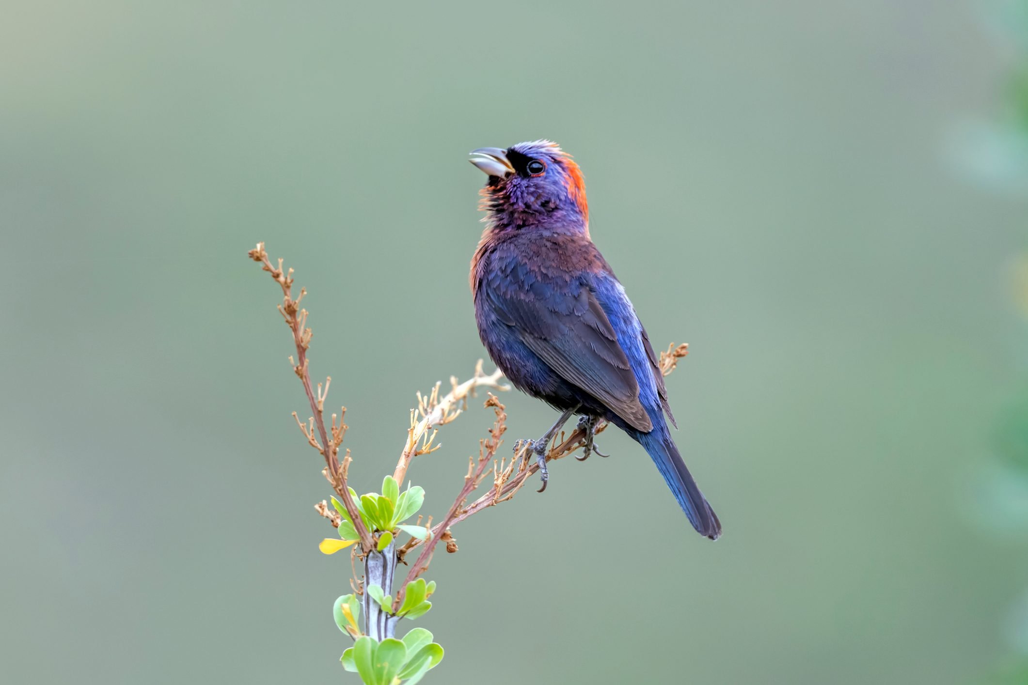 How to Identify a Varied Bunting