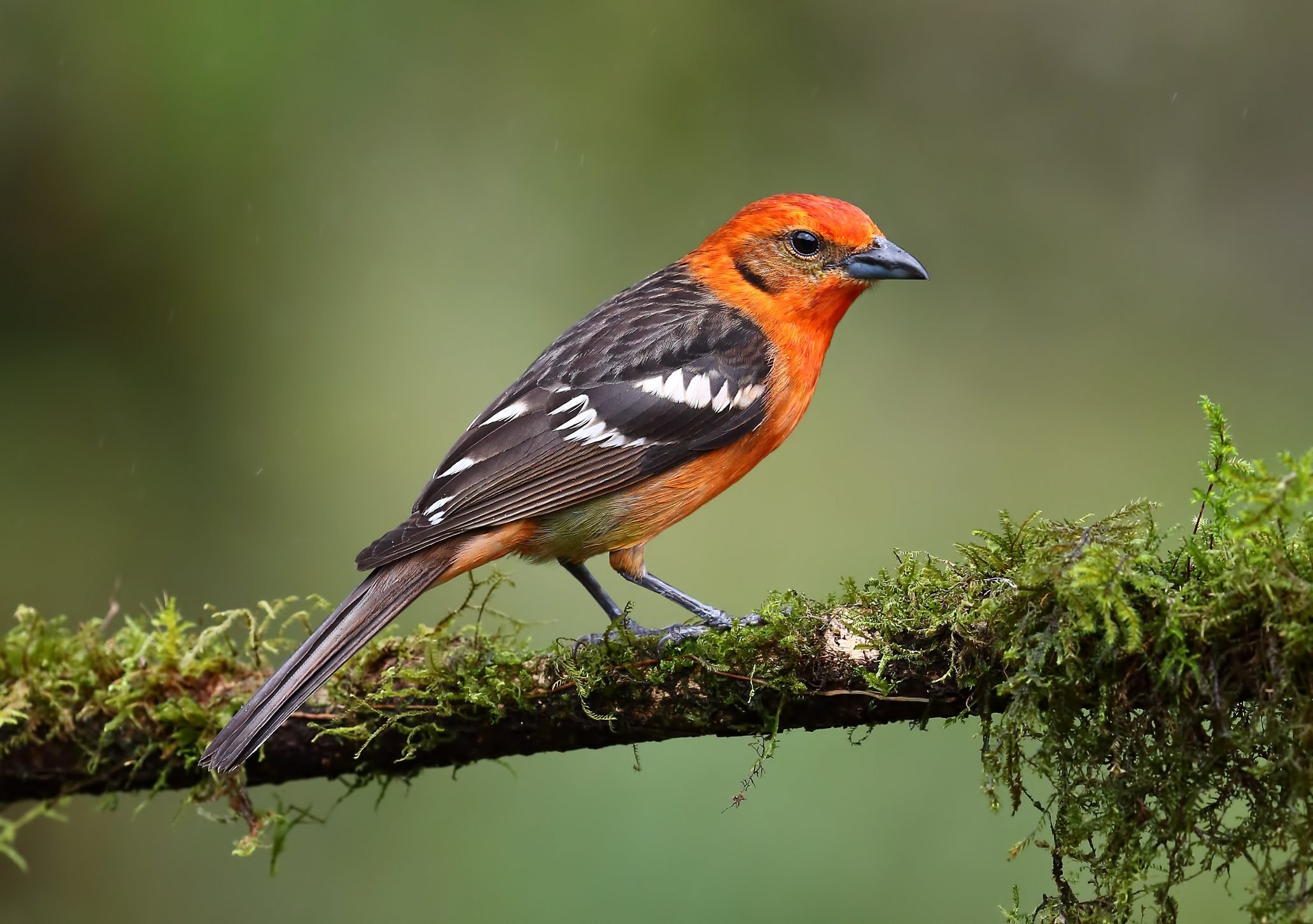 Where to Find FlameColored and Hepatic Tanagers Birds and Blooms