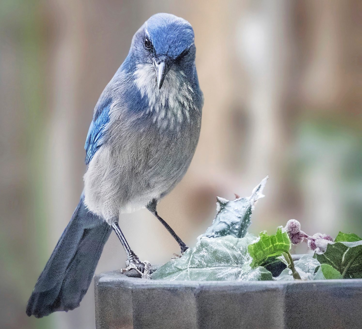 Meet the Jays: 8 Types of Jays You Should Know
