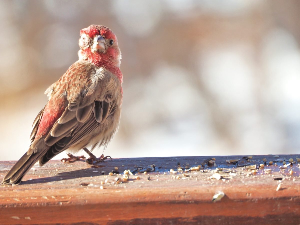 Wild Bird Diseases: What You Need to Know