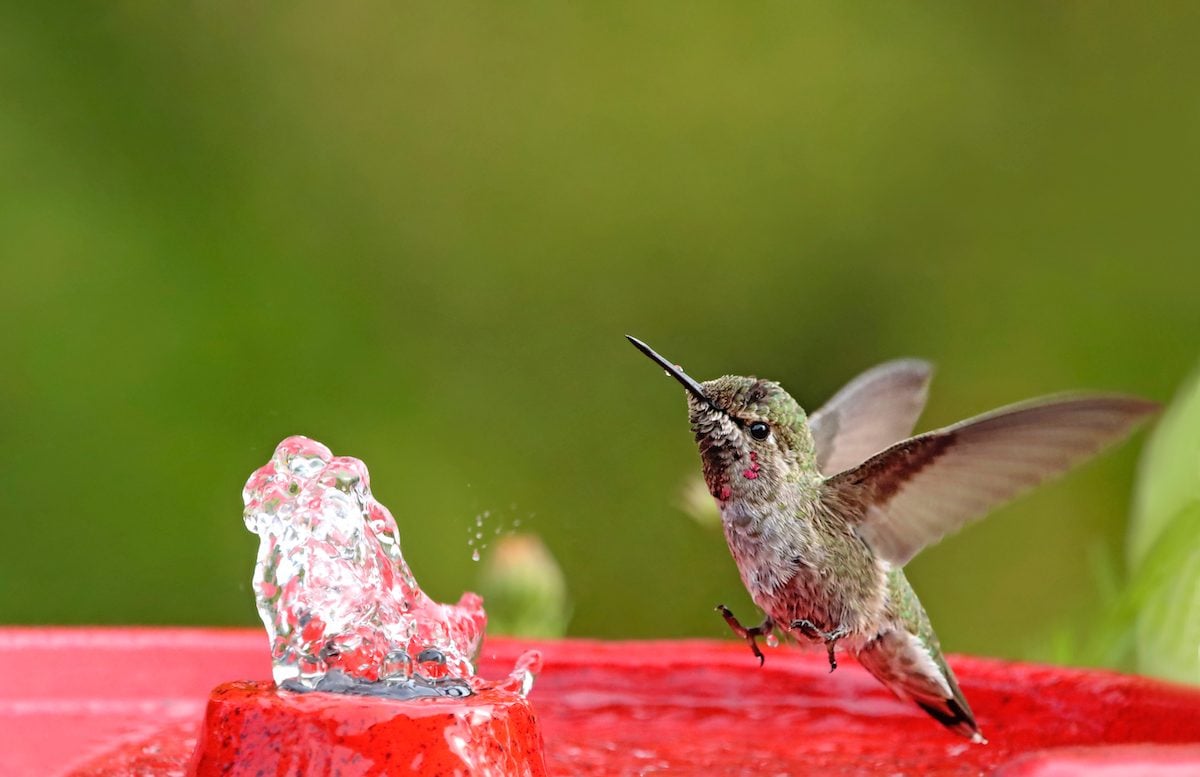 50 Stunning Hummingbird Pictures You Need to See