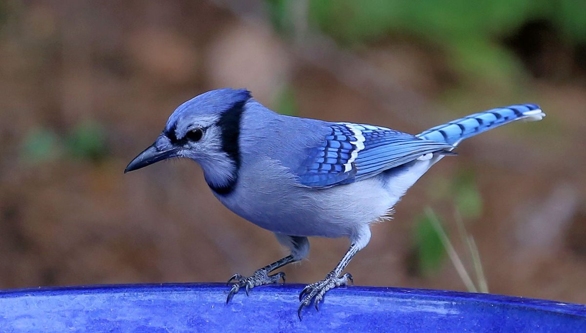 Beautiful Blue Jay Bird Looking Around Stock Photo 1183315513