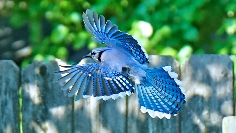 blue jay bird flying
