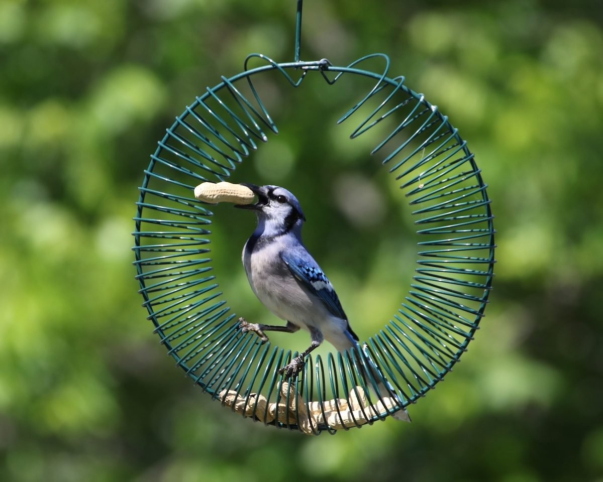 The Best Blue Jay Bird Feeders for Peanuts