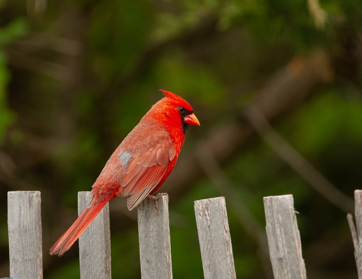 If You See a Cardinal, Here's What It Means