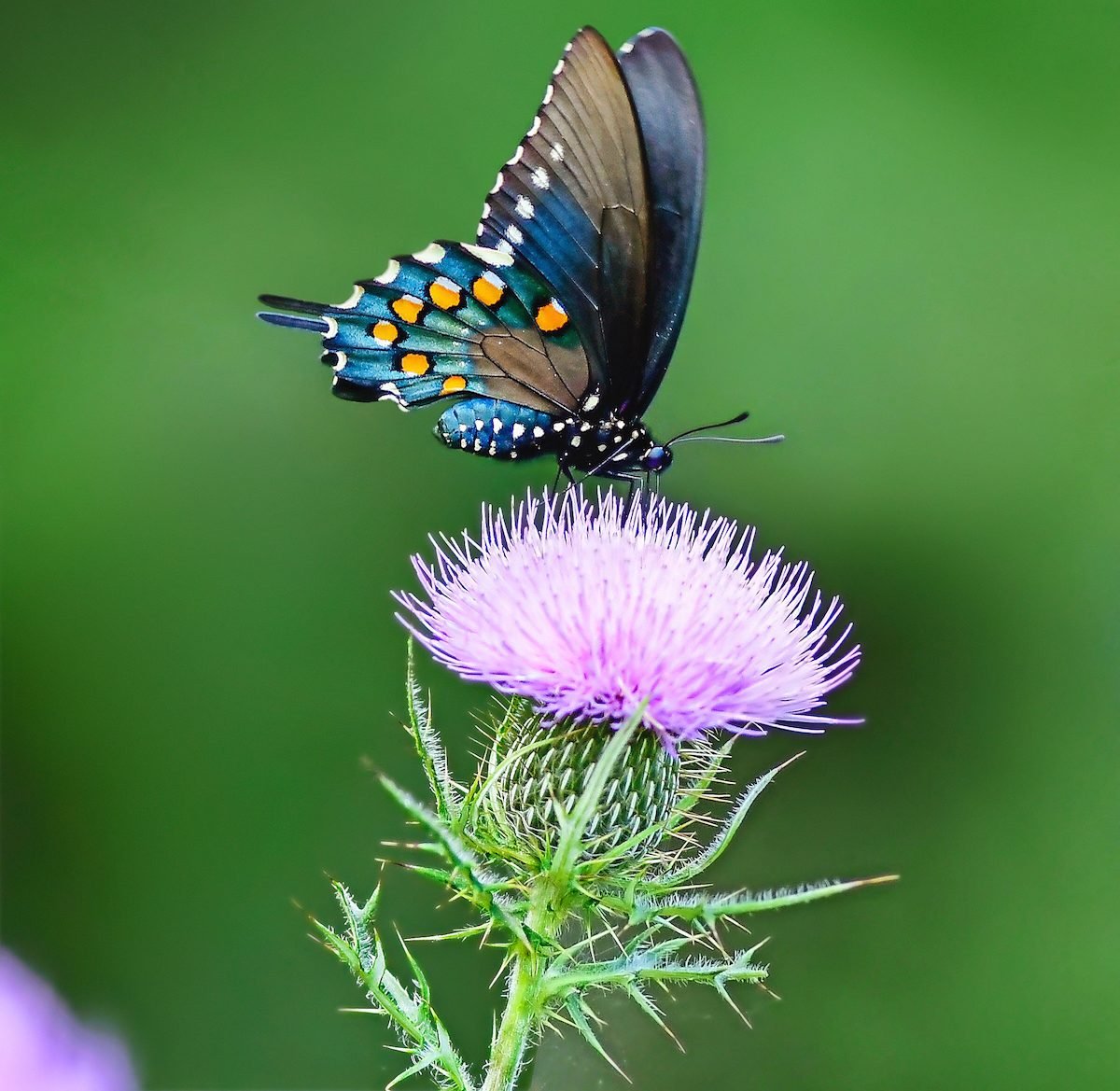 Attract Pipevine Swallowtail Butterflies to Your Garden