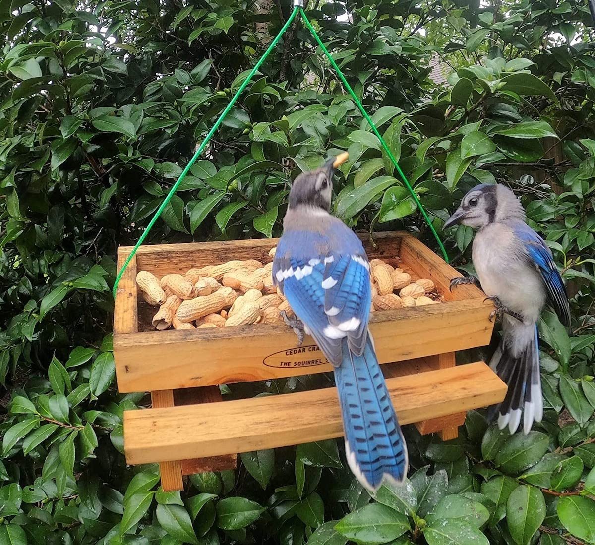 The Best Bird Feeders For Blue Jays Birds And Blooms