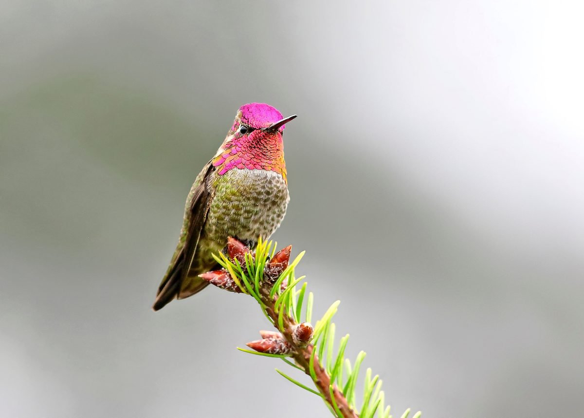 Identify and Attract an Anna's Hummingbird
