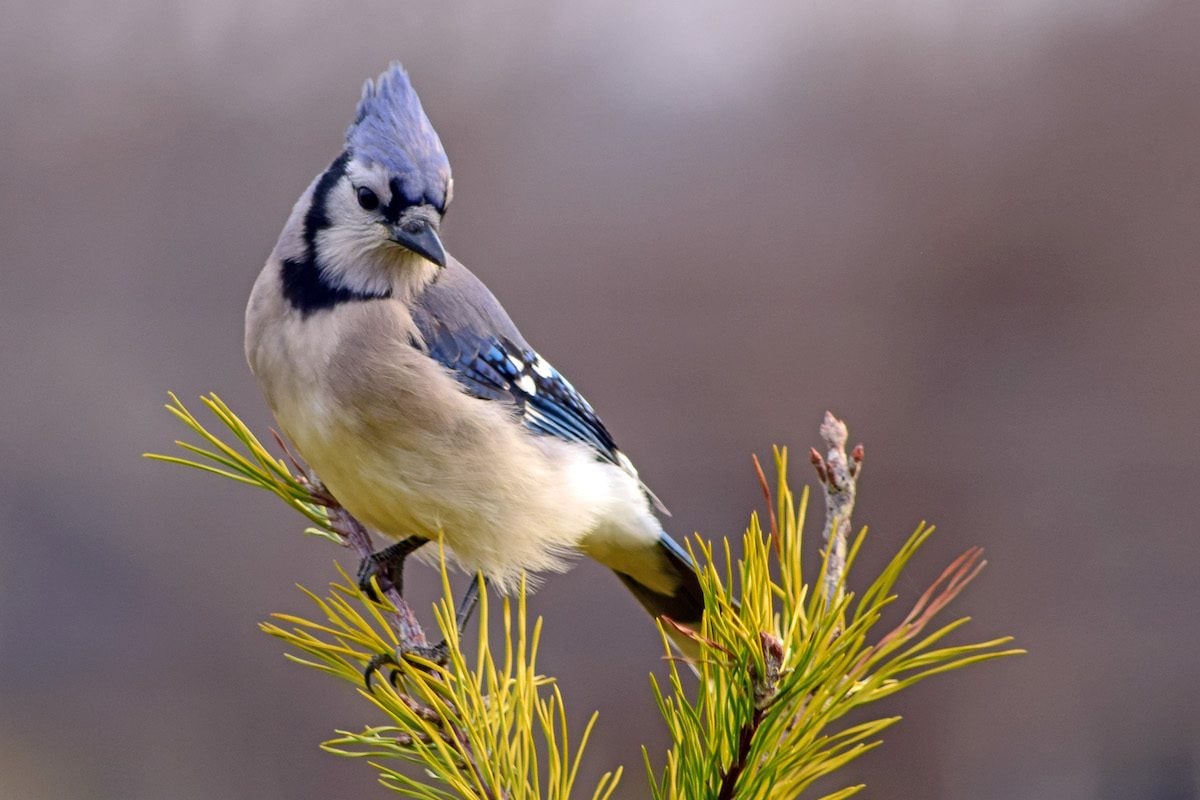 18 Beautiful Blue Jay Photos You Need to See