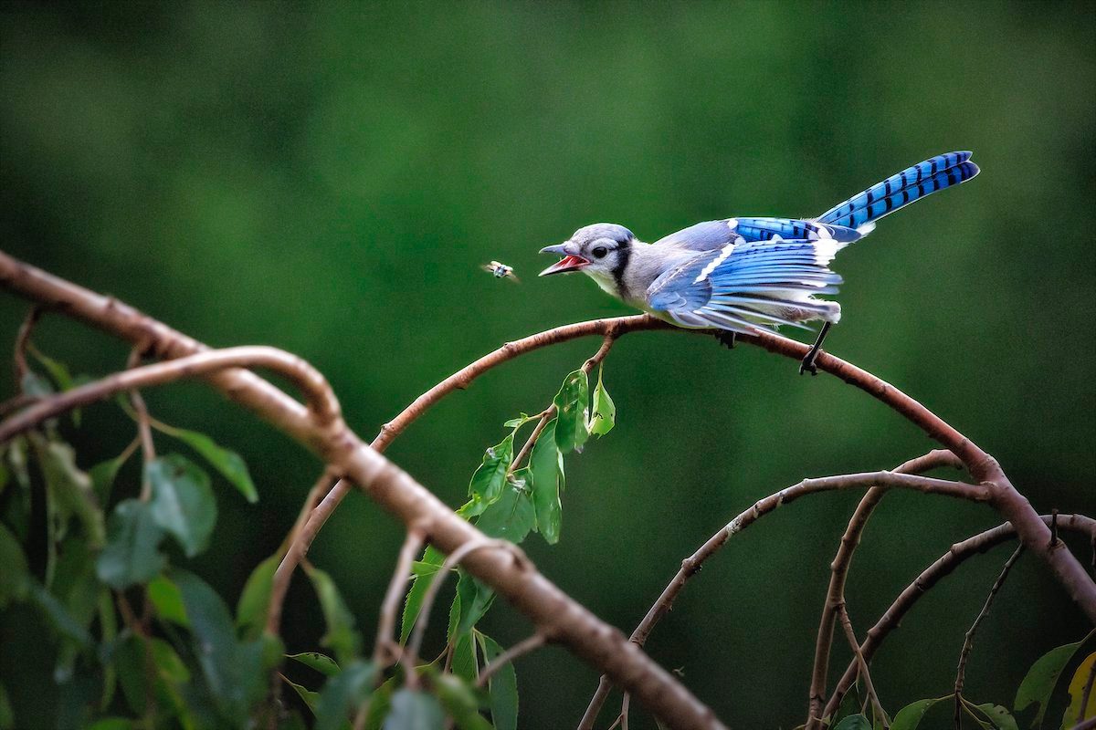 Blue Jay babies make a bad year better