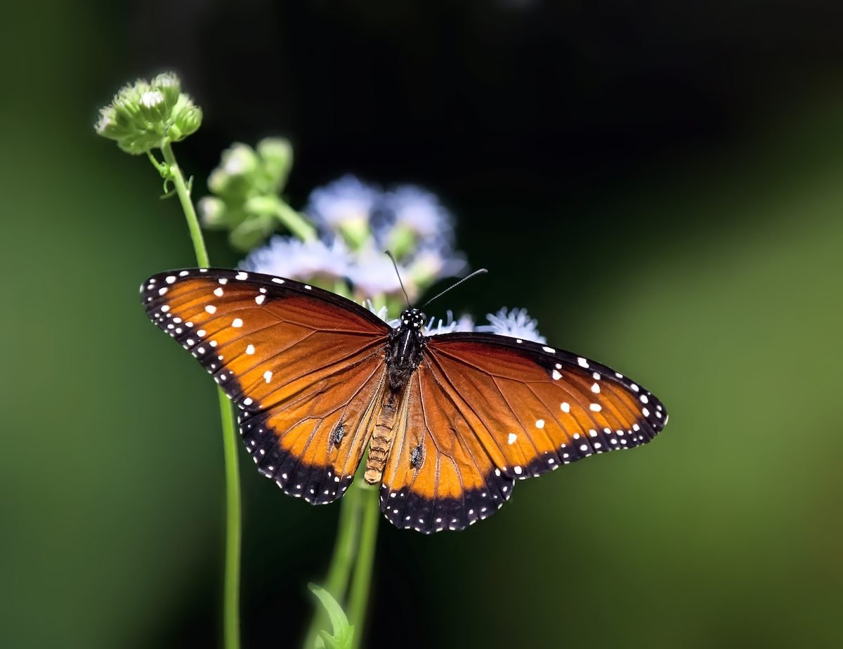 3 Butterflies That Look Like Monarchs