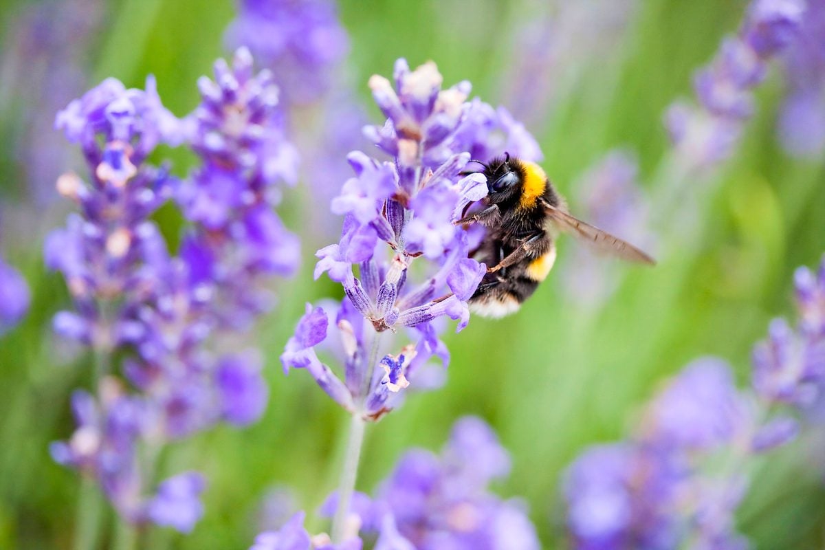 The Hoosier Gardener: Gardeners love lavender for scent, flavor