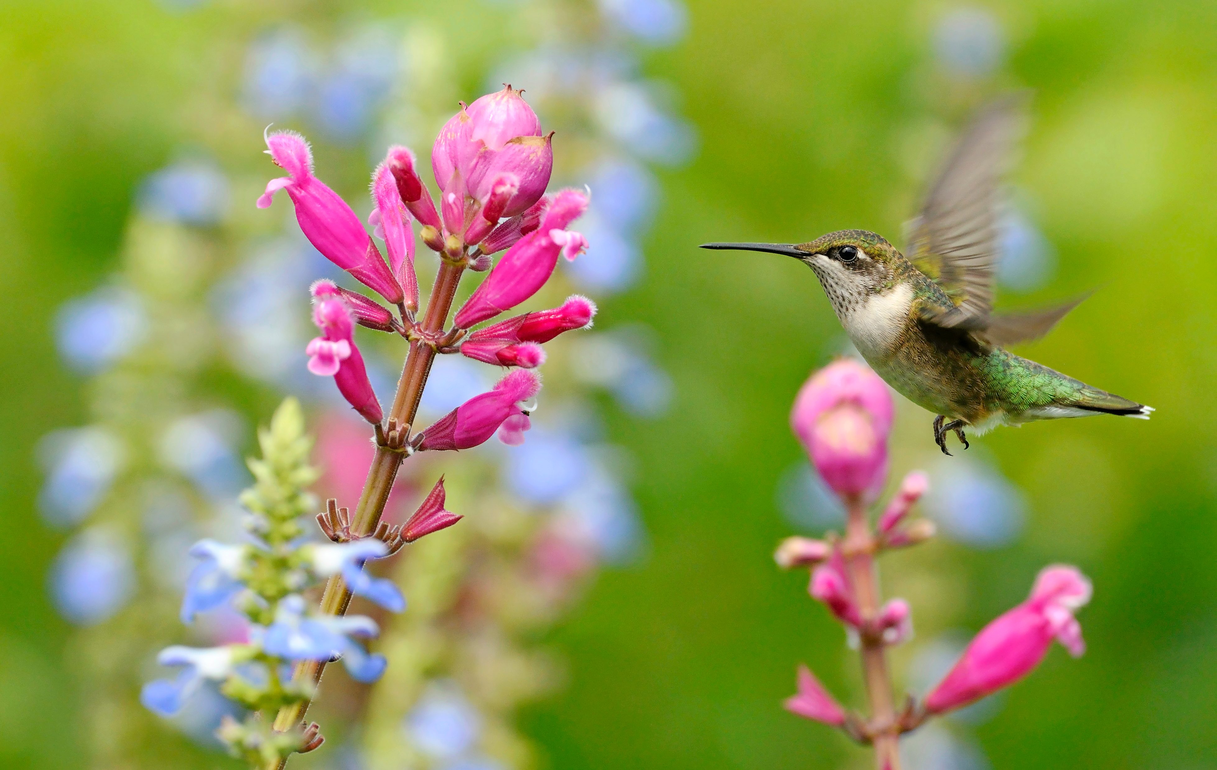 14 Proven Hummingbird Photography Tips - Birds and Blooms