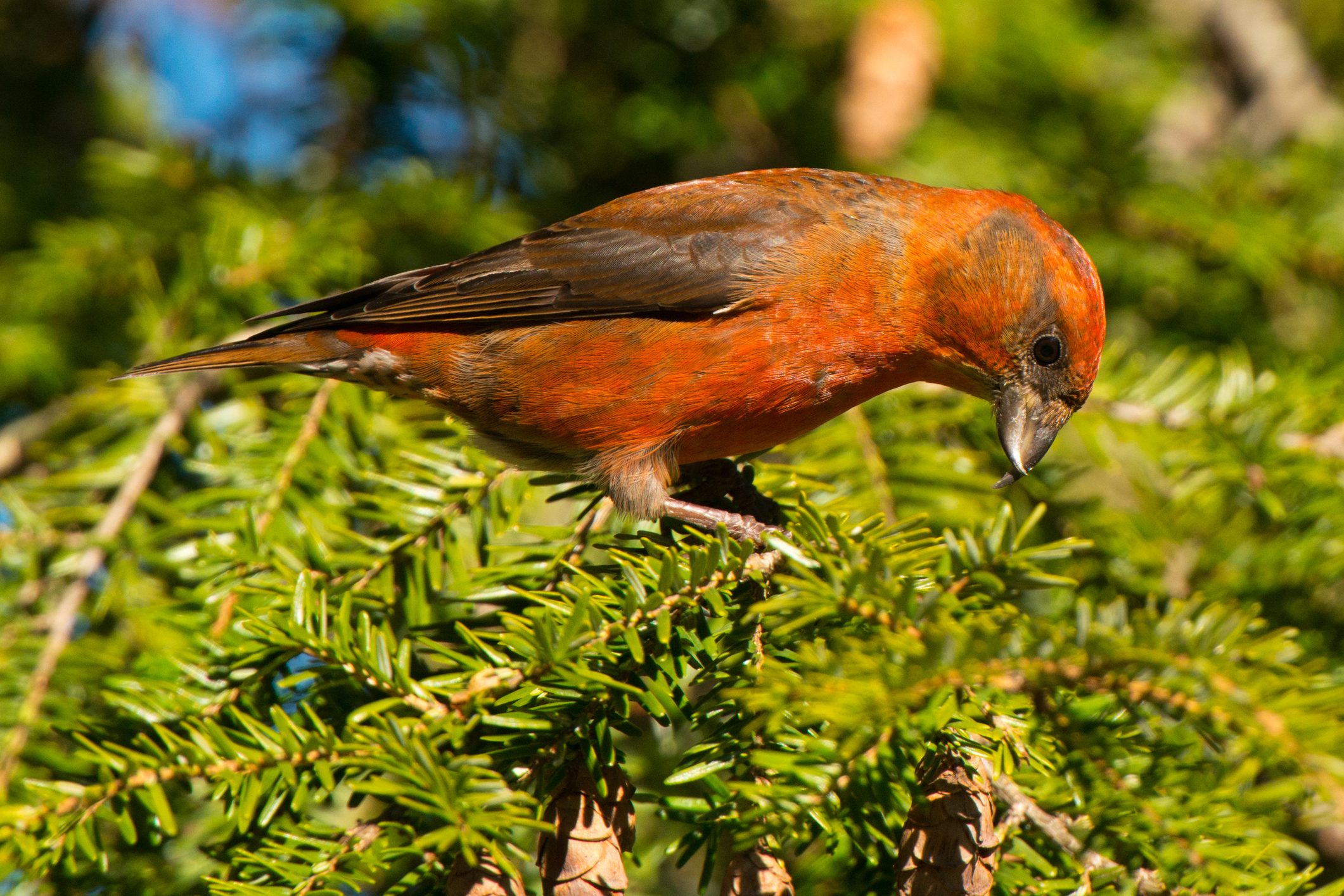 9 Birds That Look Like Cardinals - Birds and Blooms