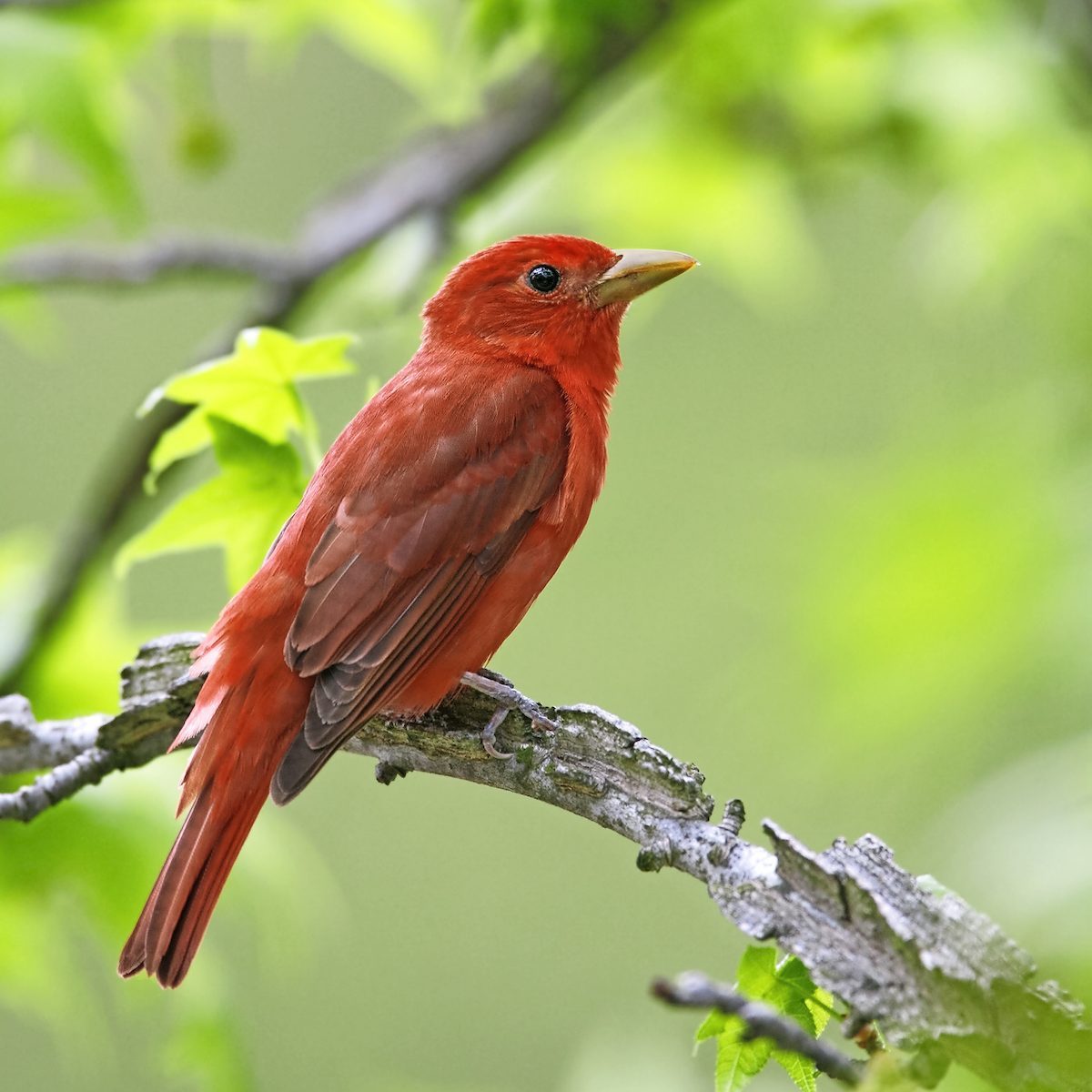 Identify and Attract a Summer Tanager