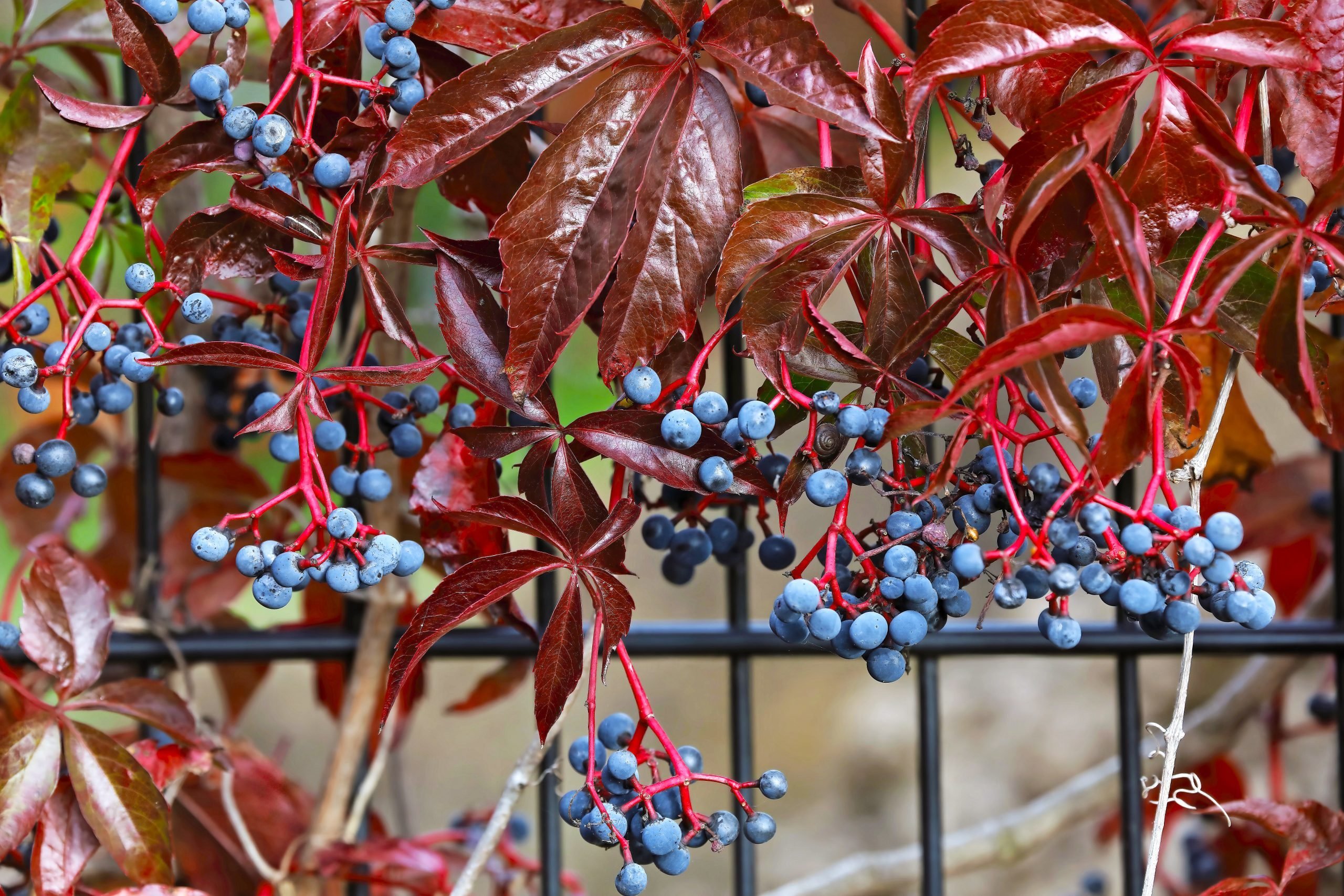 Easy Ways to Use Vining Plants All Around Your Garden