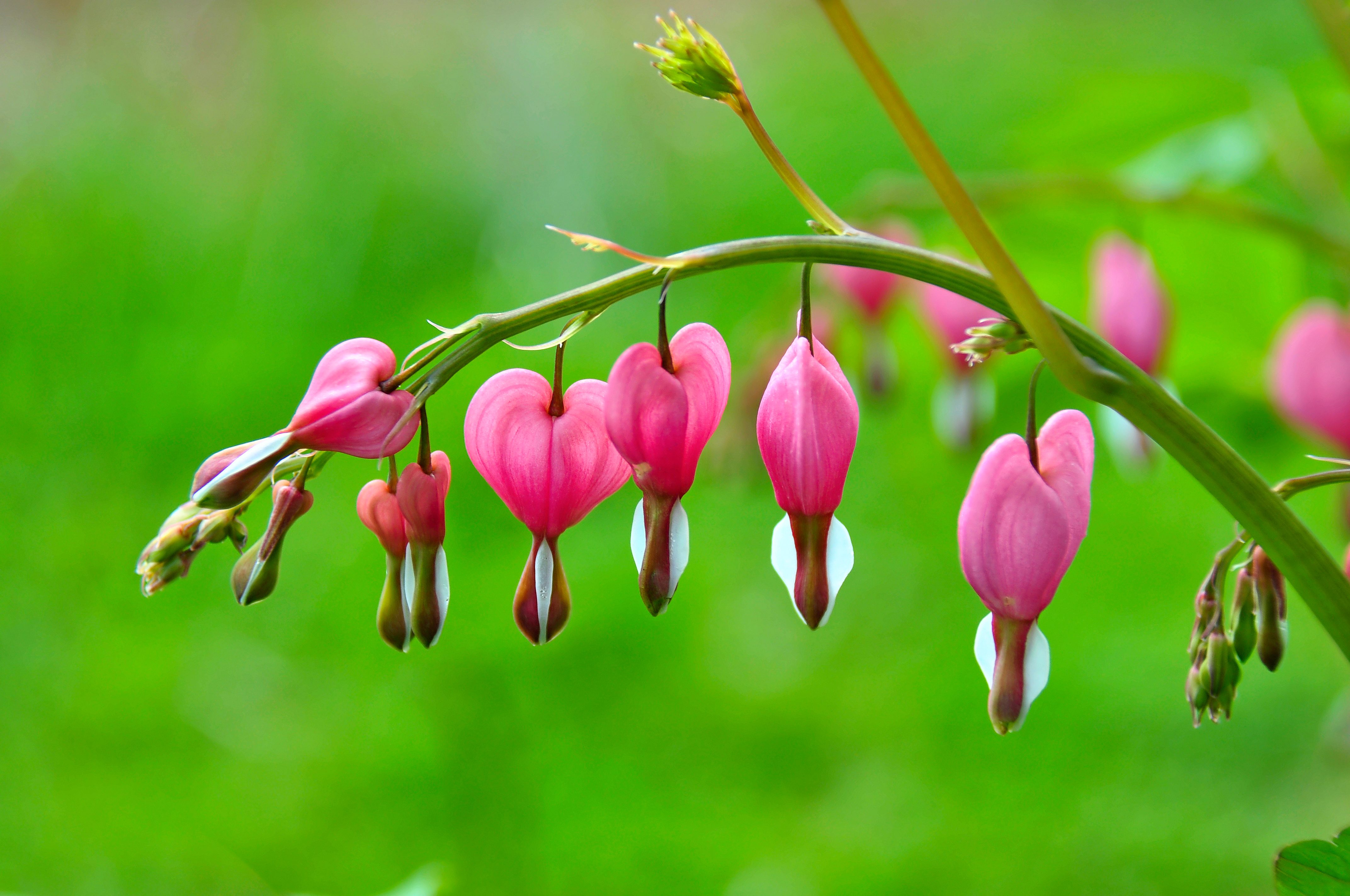 A bleeding heart plant in a lush garden.