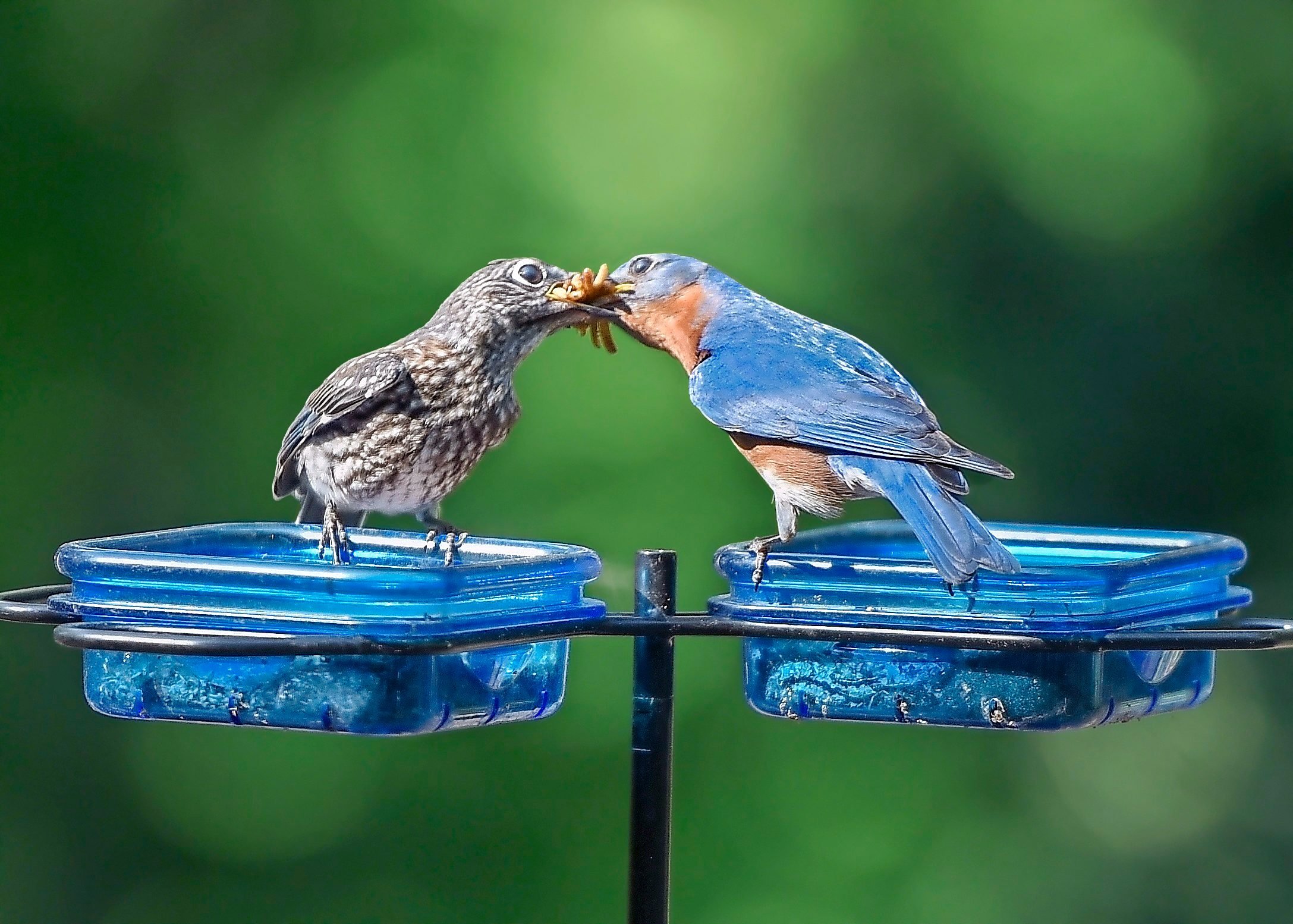 9 Easy Tips for Feeding Birds in Summer