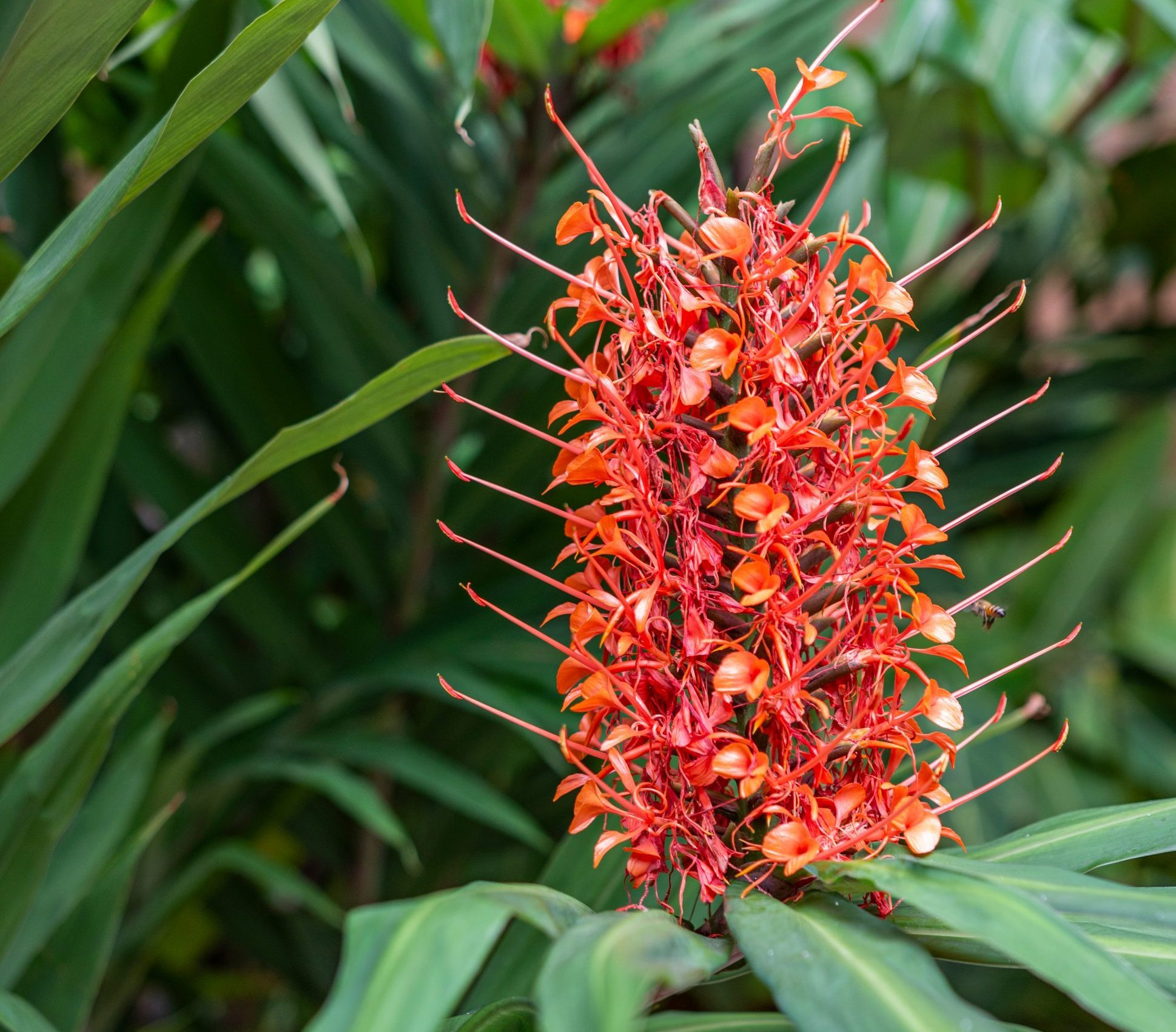 Grow Tropical Ginger Lily for Late-Season Flowers