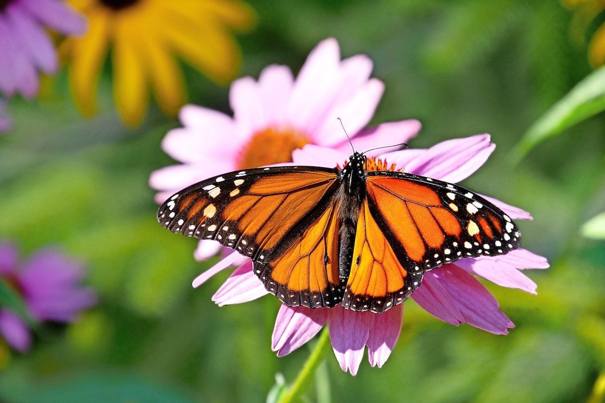 Monarch Butterfly, Species